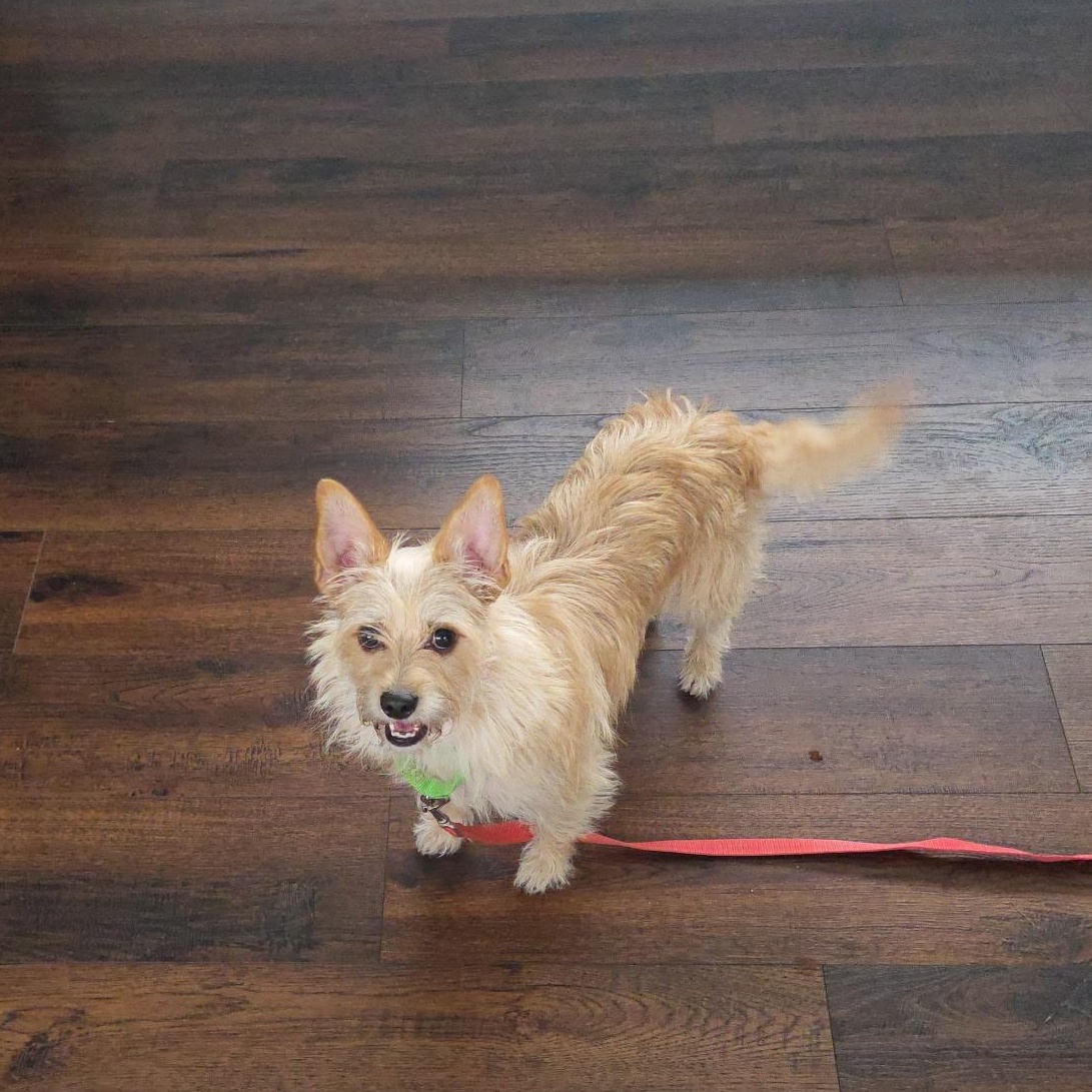 Crouton, an adoptable mixed breed in Buford, GA image 3/6