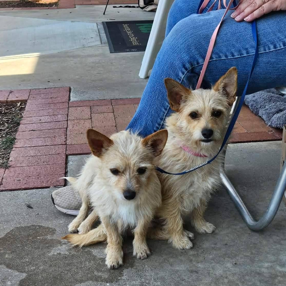 Crouton - Half of Adorable Bonded Pair with Crumb, a ADOPTABLE mixed breed in Buford, GA image 4/4