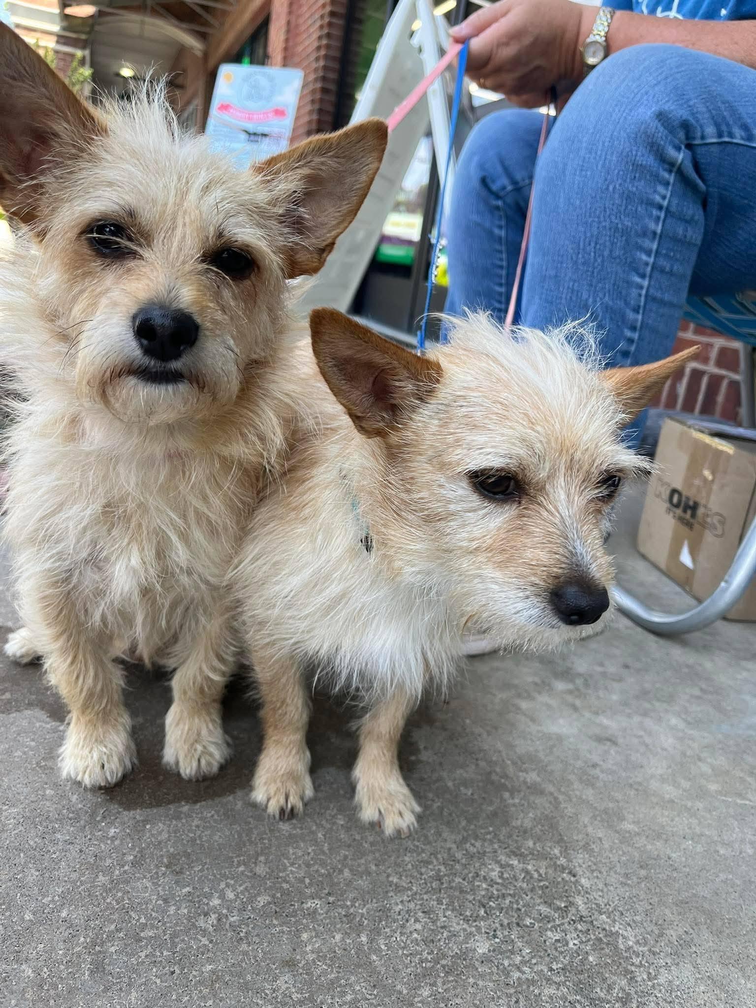 Crouton - Half of Adorable Bonded Pair with Crumb, a ADOPTABLE mixed breed in Buford, GA image 2/4