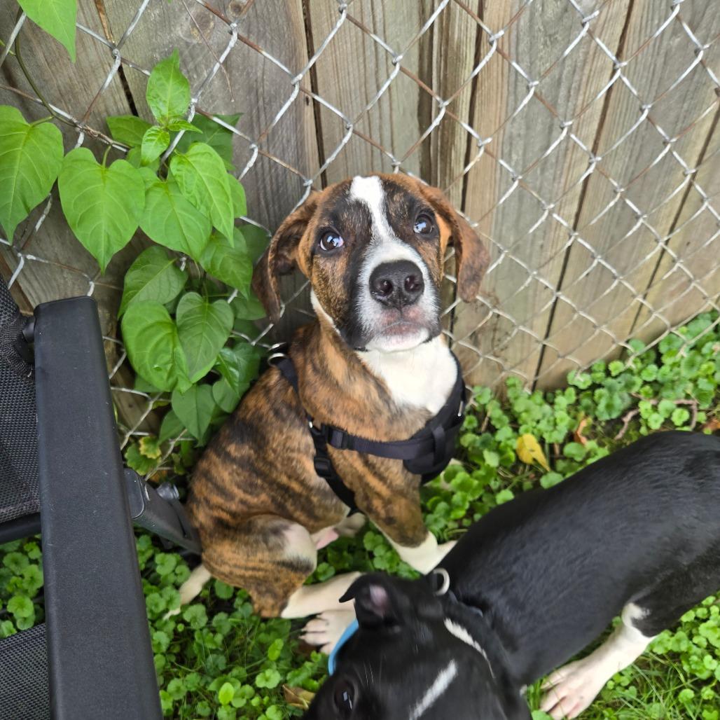 Enlarge River 2, a Adoptable mixed breed in Rochester, MN image 1/5