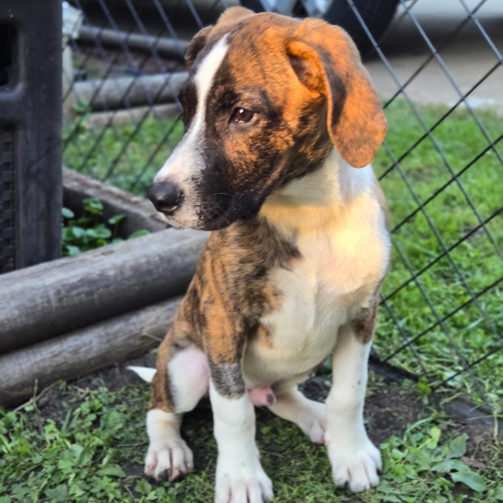 Enlarge River 2, a Adoptable mixed breed in Rochester, MN image 2/5