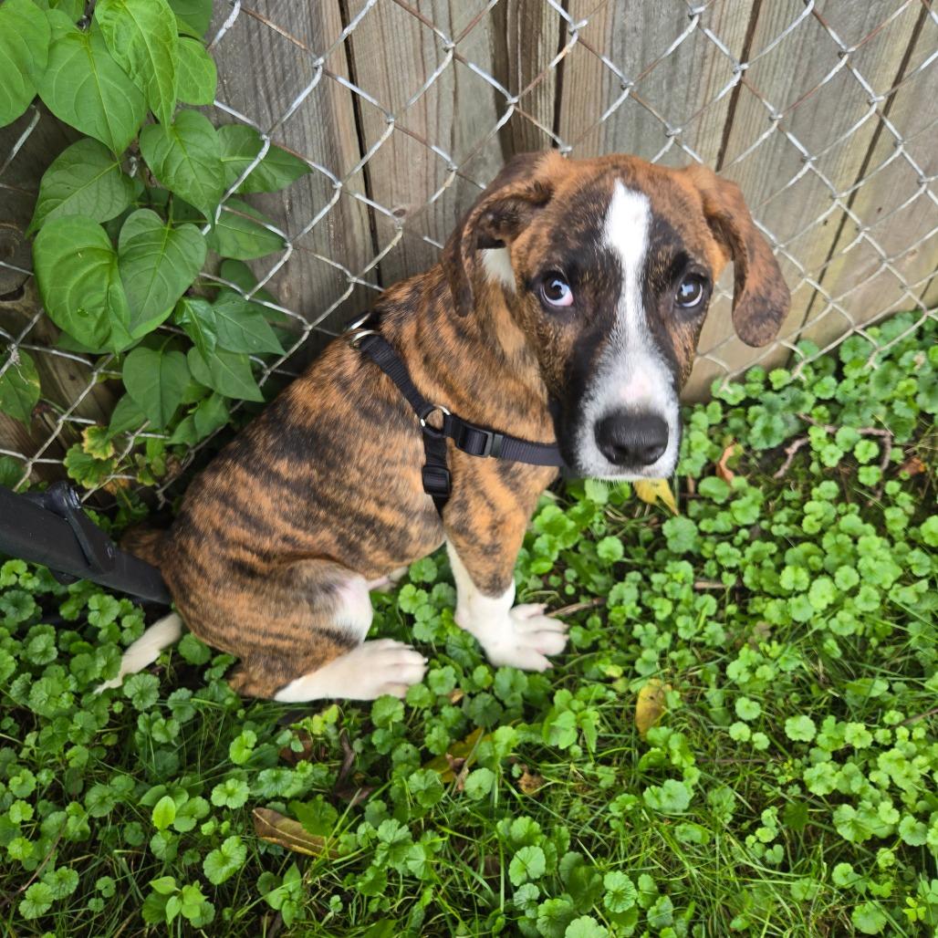 Enlarge River 2, a Adoptable mixed breed in Rochester, MN image 3/5