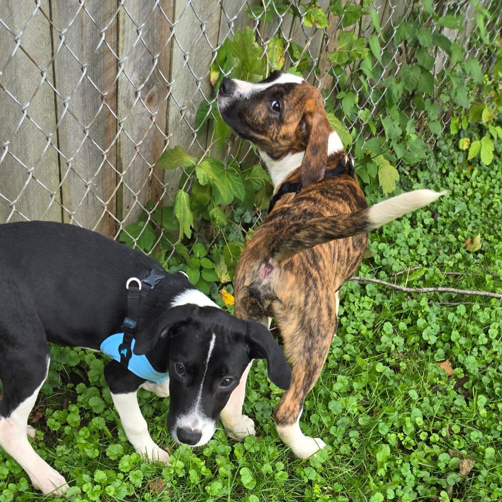 Enlarge River 2, a Adoptable mixed breed in Rochester, MN image 4/5
