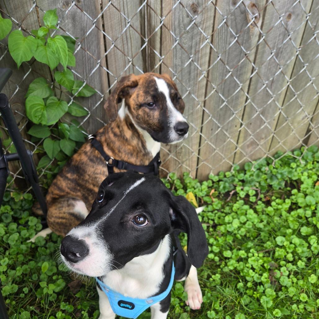 Enlarge River 2, a Adoptable mixed breed in Rochester, MN image 5/5