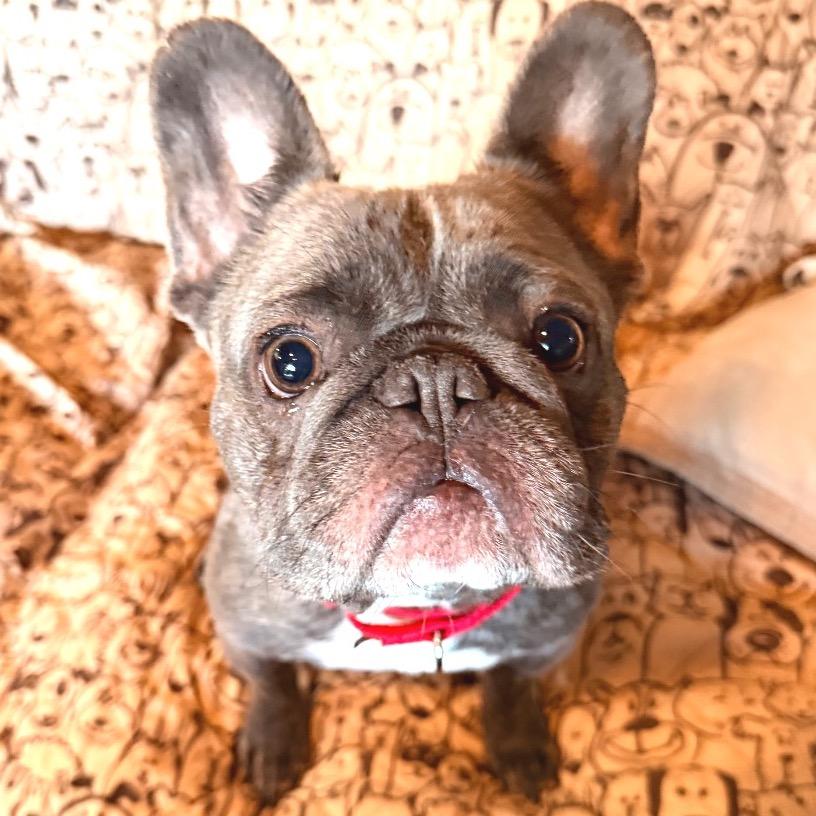 Shorty, Adoptable, Adult Male French Bulldog.