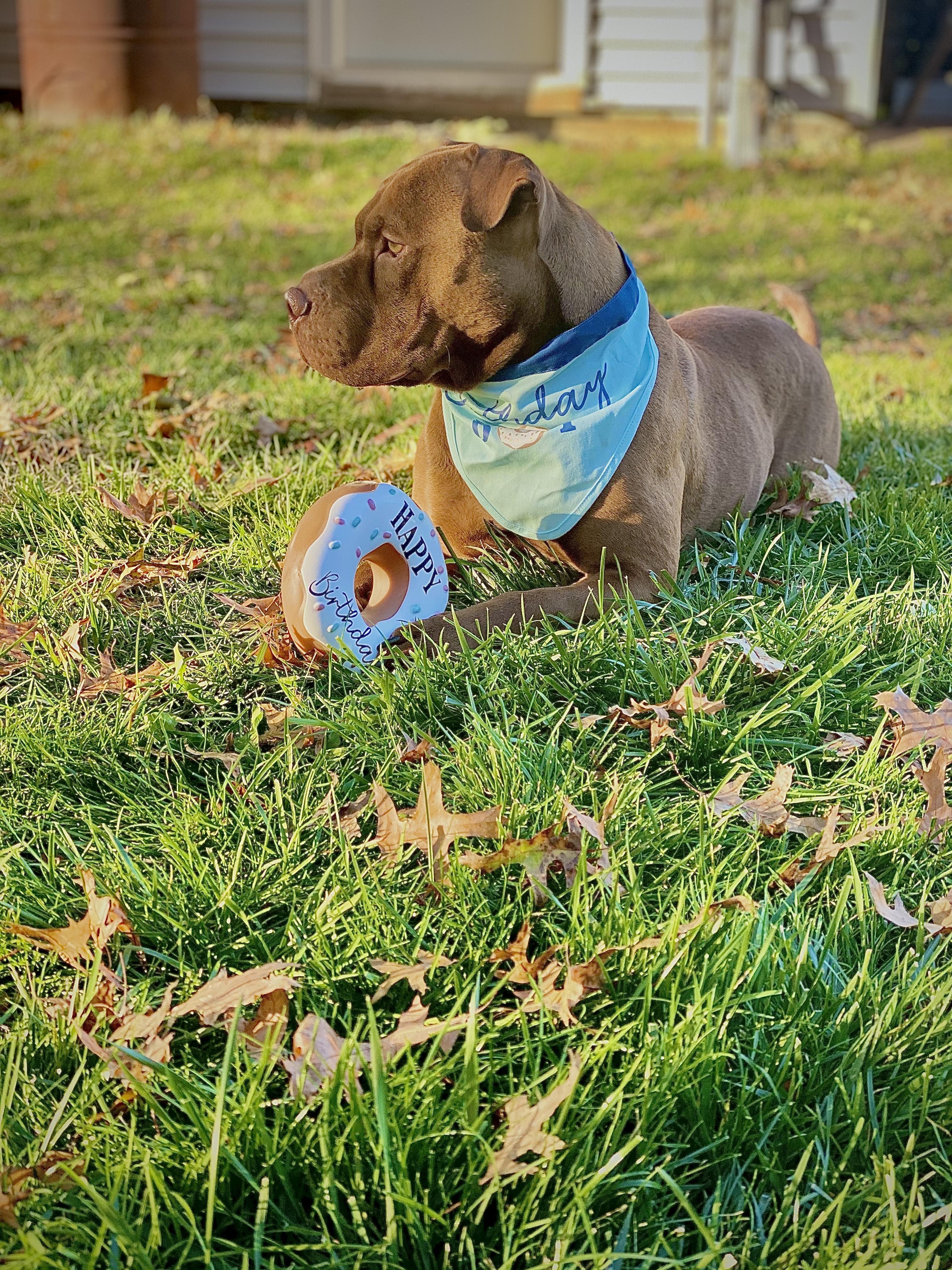 Enlarge Hank, a ADOPTABLE mixed breed in Brunswick, OH image 4/6