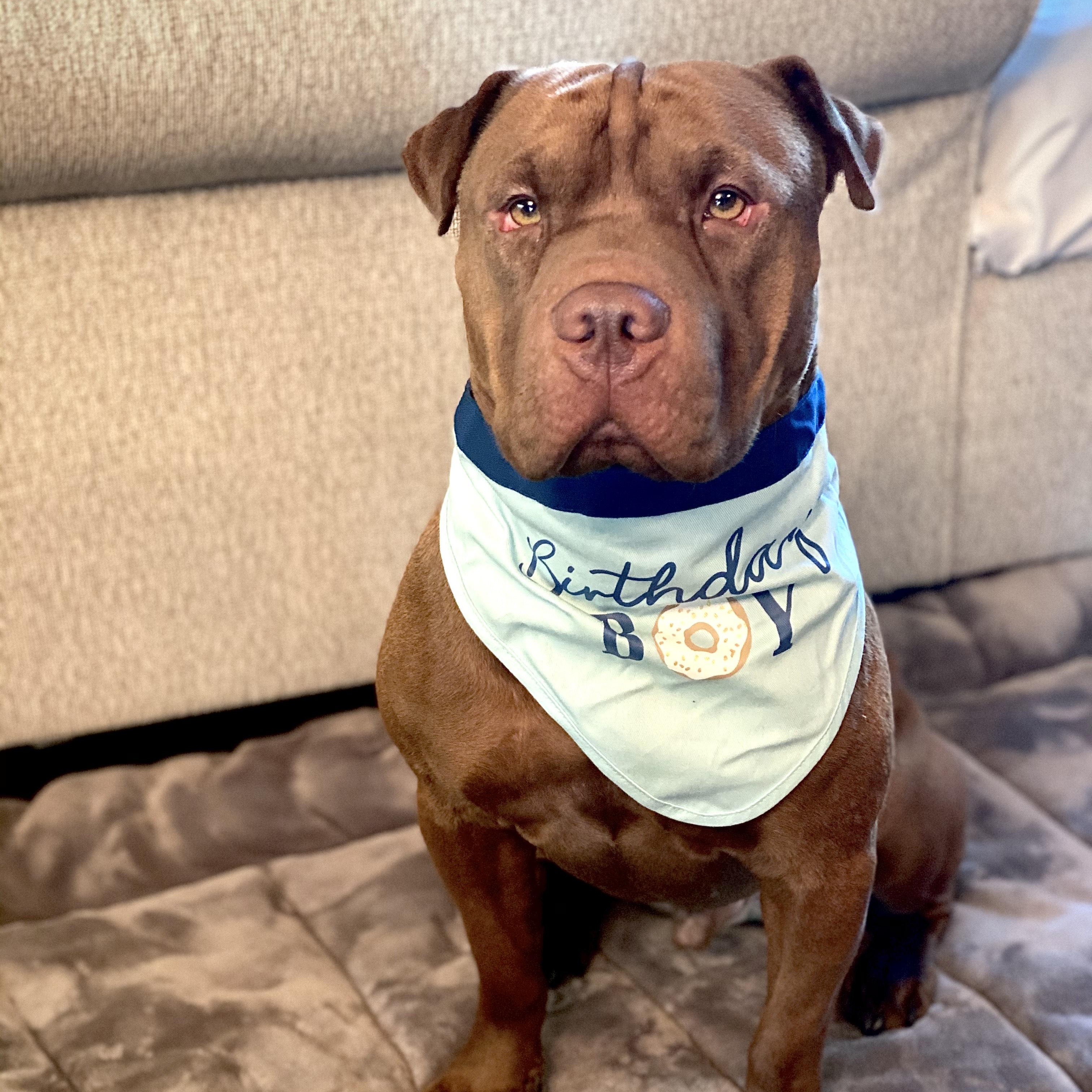 Hank, ADOPTABLE, Young Male Shar-Pei & American Staffordshire Terrier.