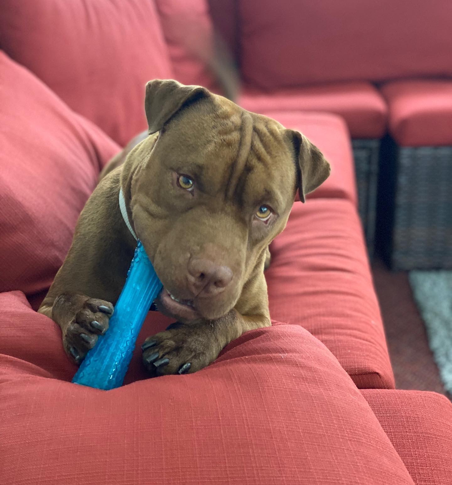 Enlarge Hank, a ADOPTABLE mixed breed in Brunswick, OH image 2/6