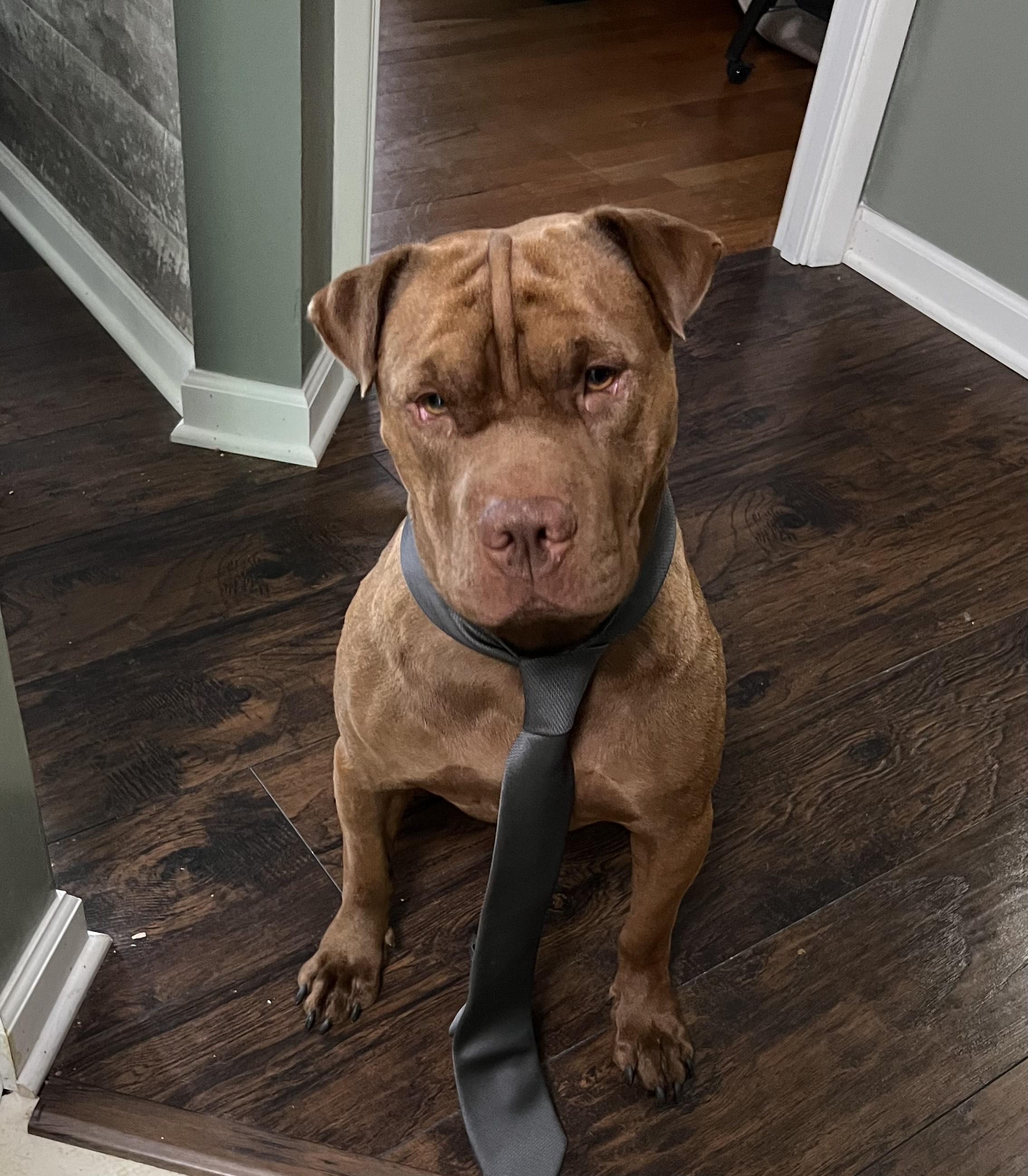 Enlarge Hank, a ADOPTABLE mixed breed in Brunswick, OH image 3/6