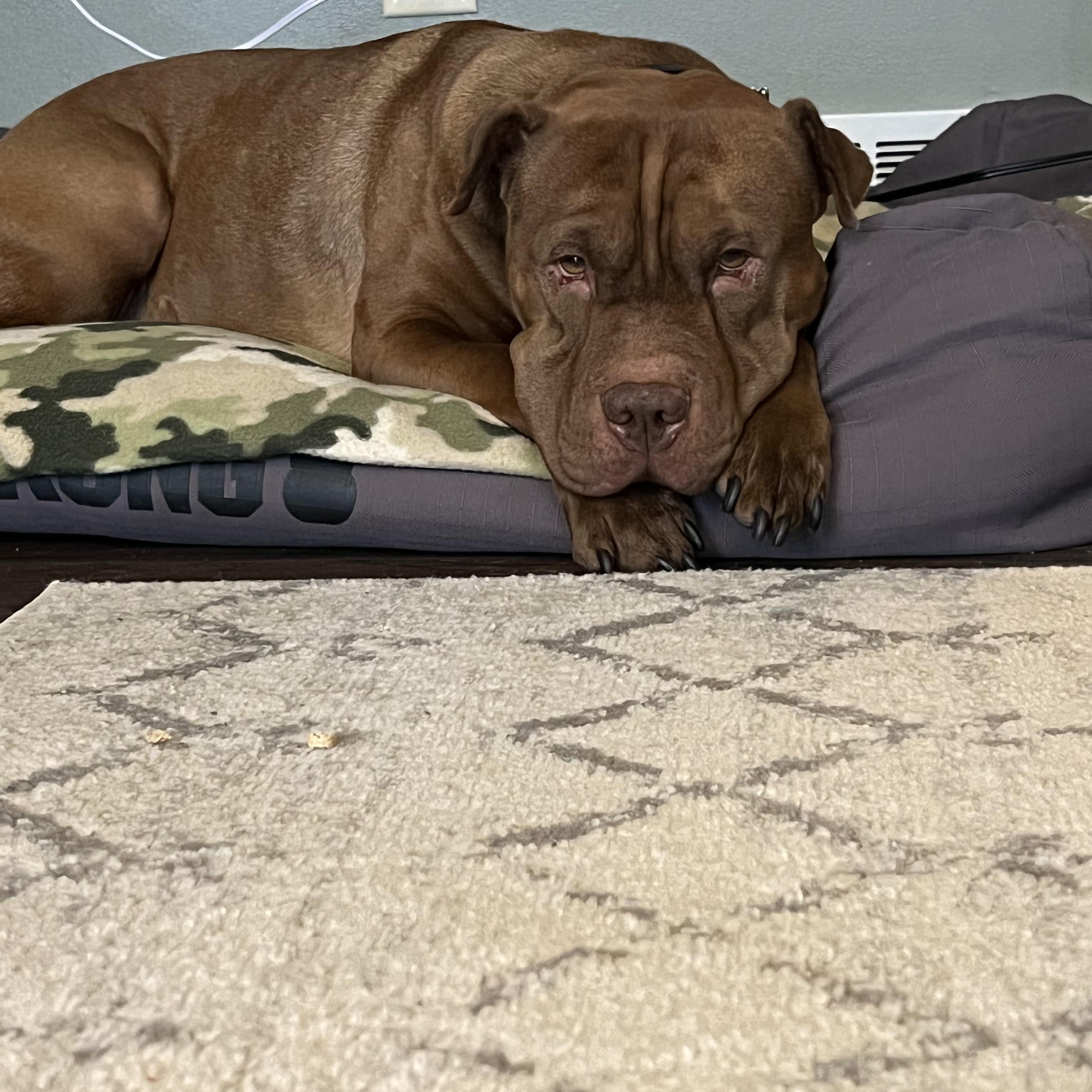 Enlarge Hank, a ADOPTABLE mixed breed in Brunswick, OH image 5/6