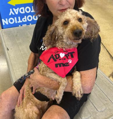 Honey, adopted, Adult Female Poodle.