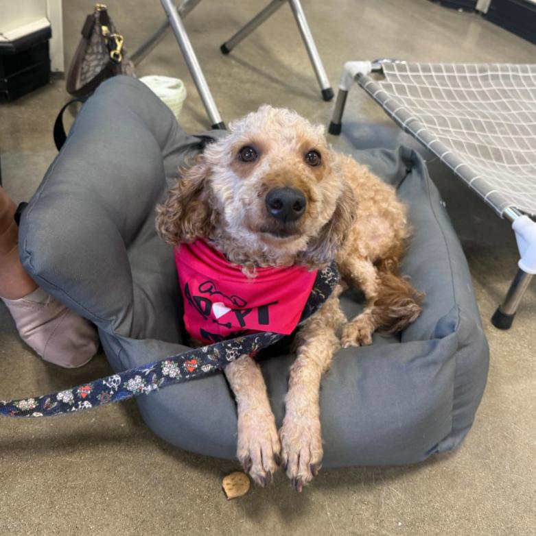 Enlarge Honey, an adopted Poodle in Naperville, IL image 2/3