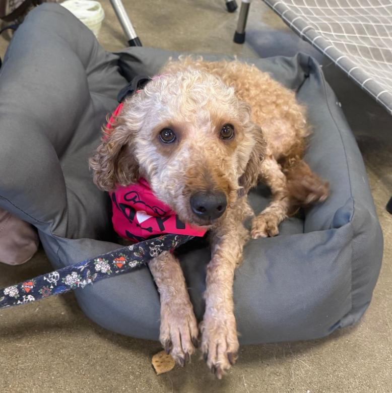 Enlarge Honey, an adopted Poodle in Naperville, IL image 3/3