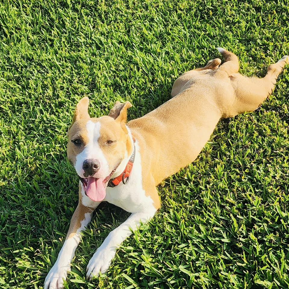 Luna, Adoptable, Adult Female Terrier.