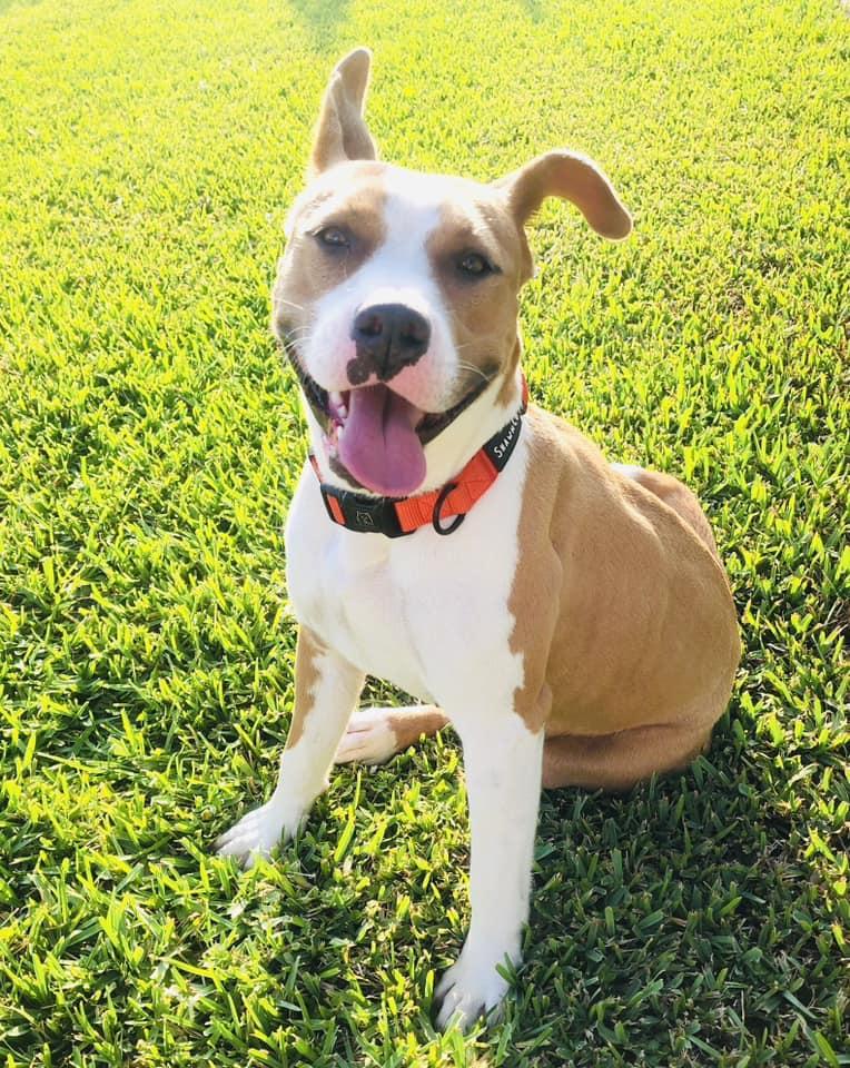 Enlarge Luna, a Adoptable mixed breed in Estero, FL image 2/3