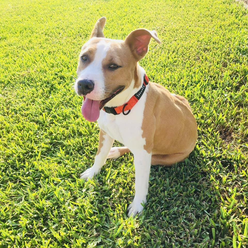 Enlarge Luna, a Adoptable mixed breed in Estero, FL image 3/3