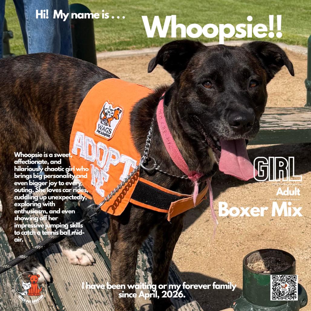 Whoopsie, Adoptable, Adult Female Boxer & Labrador Retriever.
