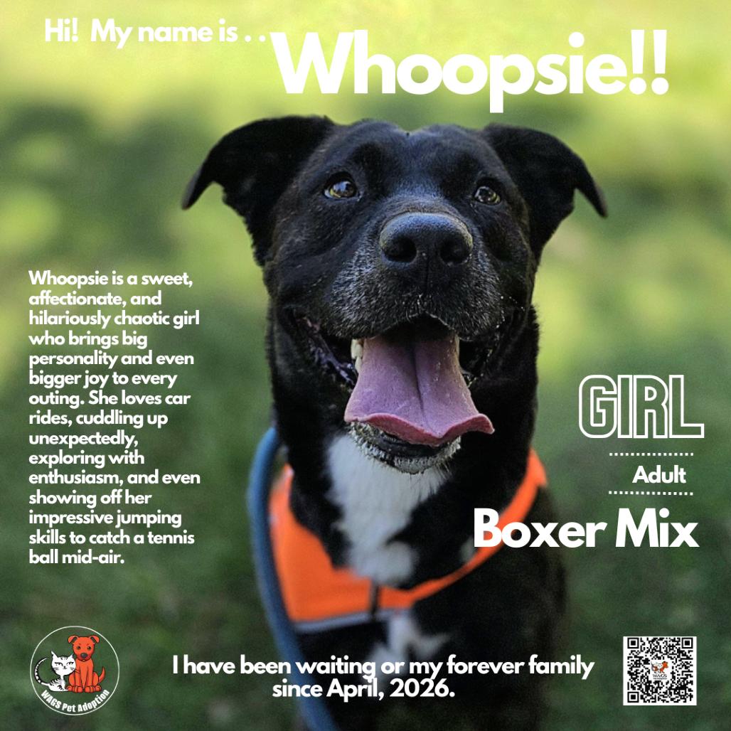 Whoopsie, a Adoptable mixed breed in Westminster, CA image 2/2