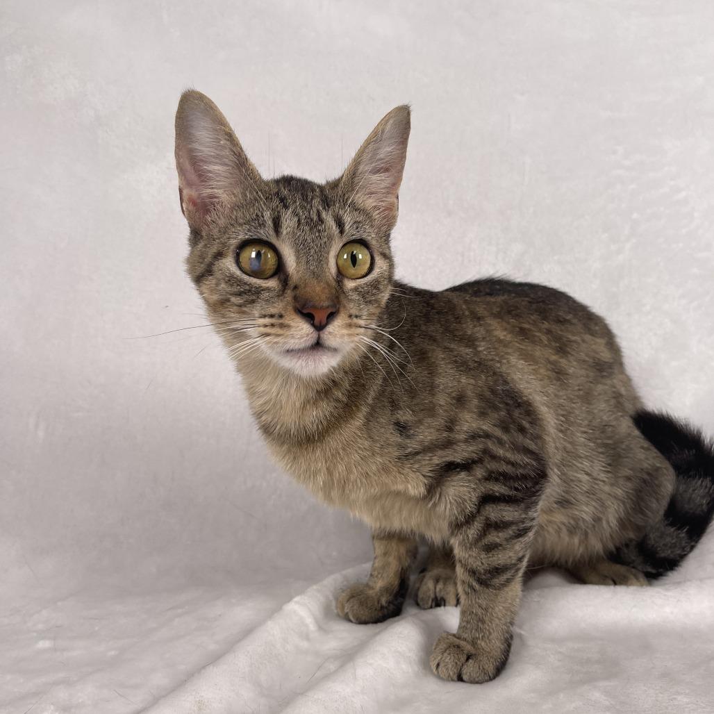 Purrie B, Adoptable, Adult Female Domestic Short Hair.