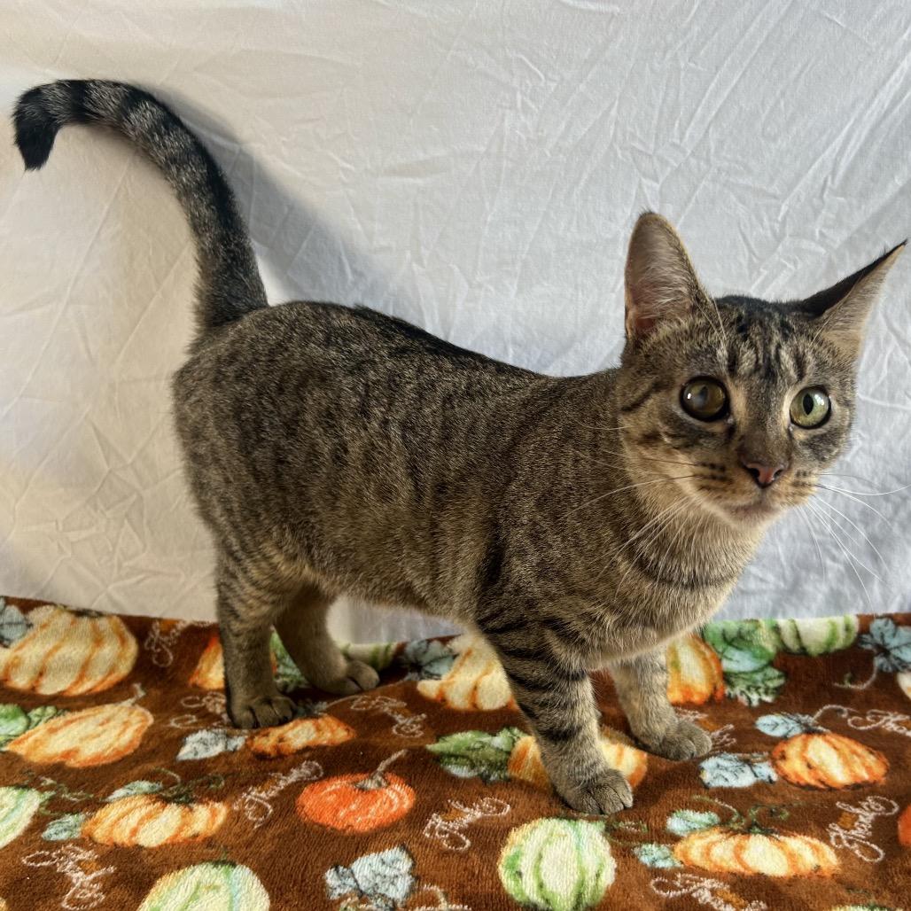 Enlarge Purrie B, a Adoptable Domestic Short Hair in Johnson City, TN image 2/6