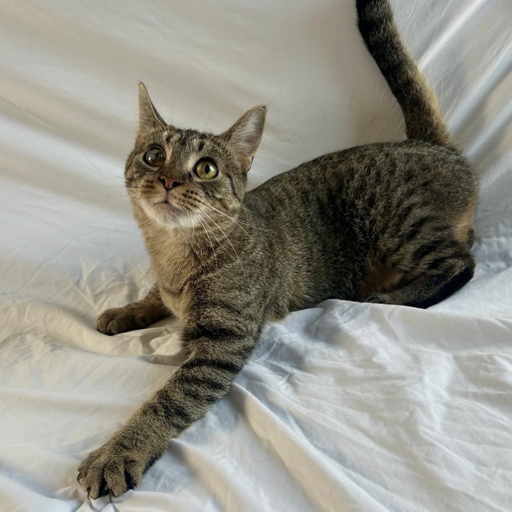 Enlarge Purrie B, a Adoptable Domestic Short Hair in Johnson City, TN image 3/6