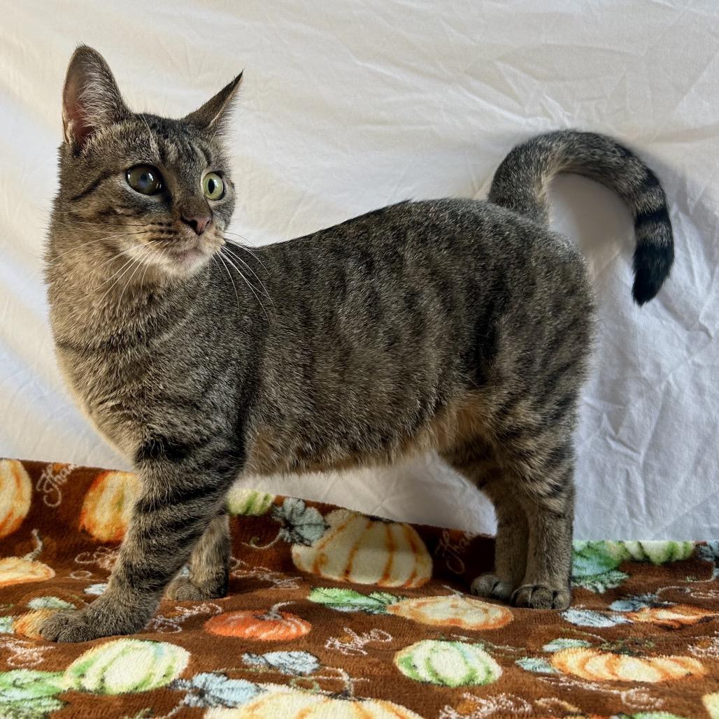 Enlarge Purrie B, a Adoptable Domestic Short Hair in Johnson City, TN image 4/6