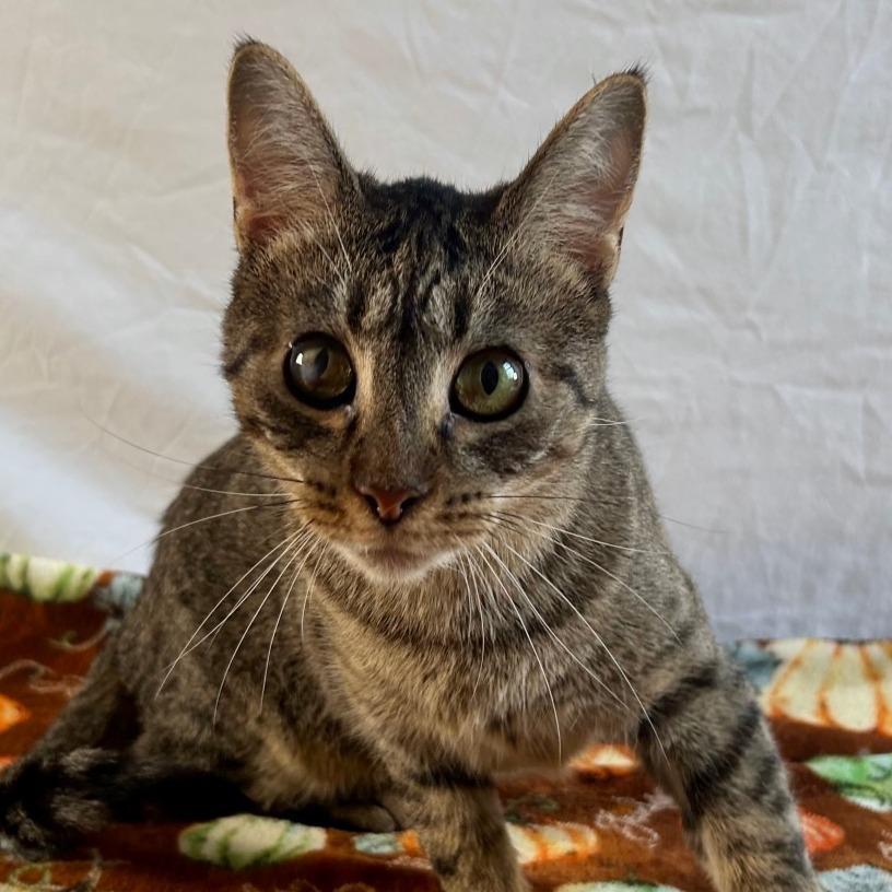 Enlarge Purrie B, a Adoptable Domestic Short Hair in Johnson City, TN image 5/6