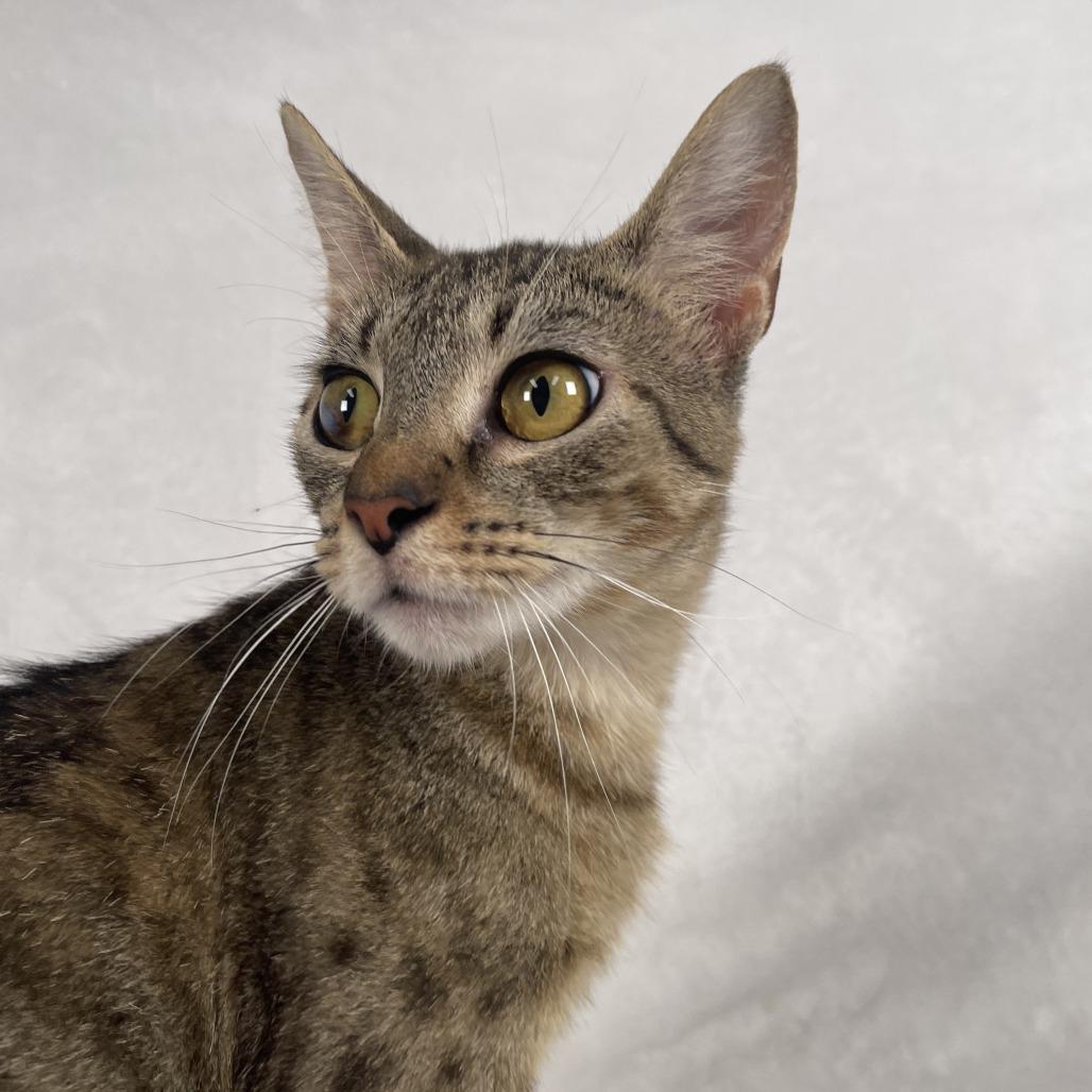 Enlarge Purrie B, a Adoptable Domestic Short Hair in Johnson City, TN image 6/6