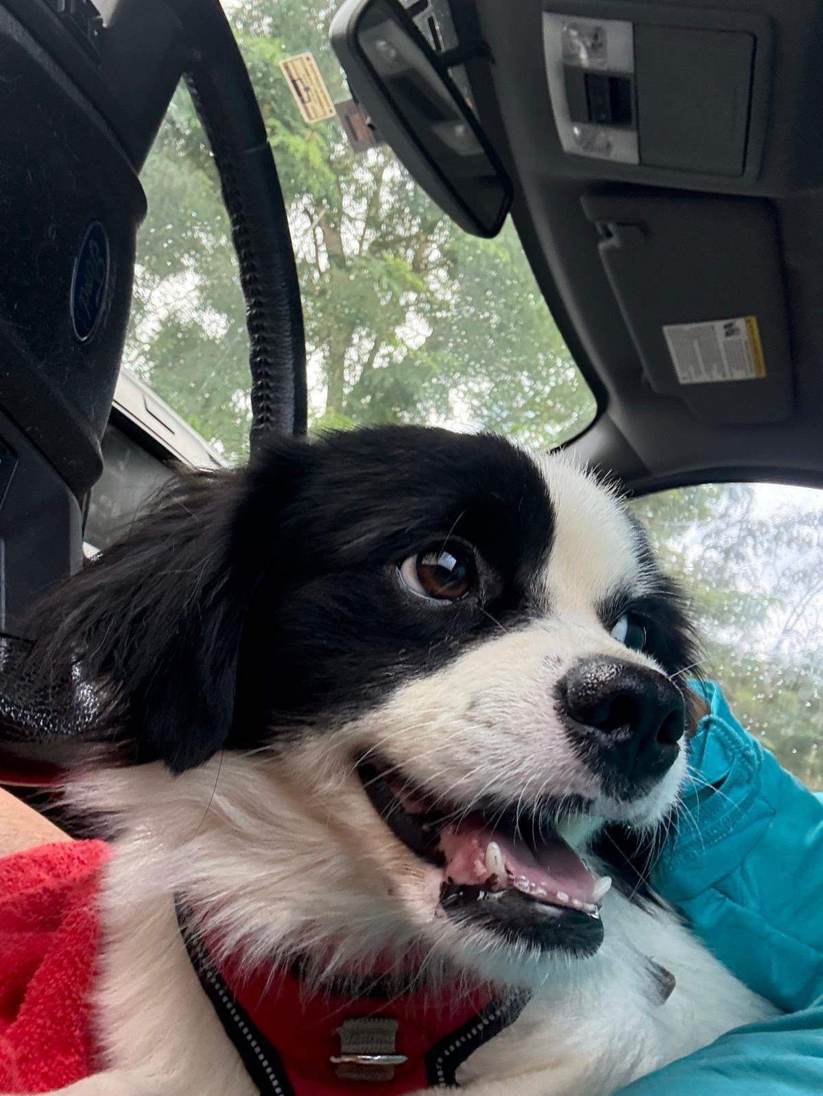 Enlarge Rasta, a ADOPTABLE mixed breed in New York, NY image 3/6