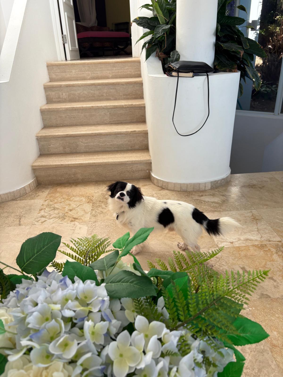 Enlarge Rasta, a ADOPTABLE mixed breed in New York, NY image 2/6