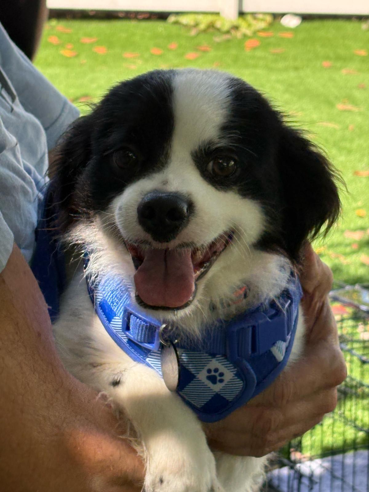 Enlarge Rasta, a ADOPTABLE mixed breed in New York, NY image 4/6