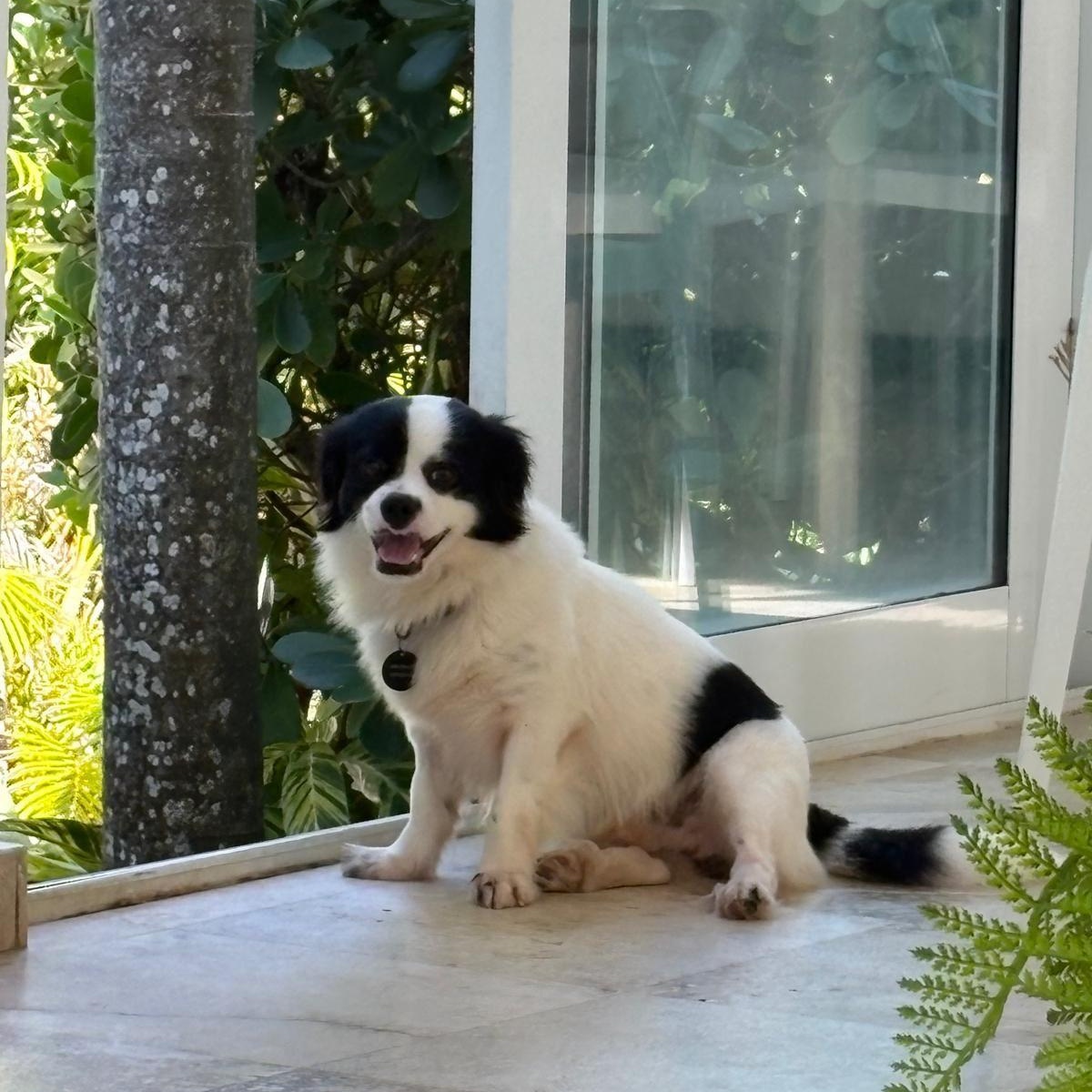 Rasta, ADOPTABLE, Adult Male Cavalier King Charles Spaniel.