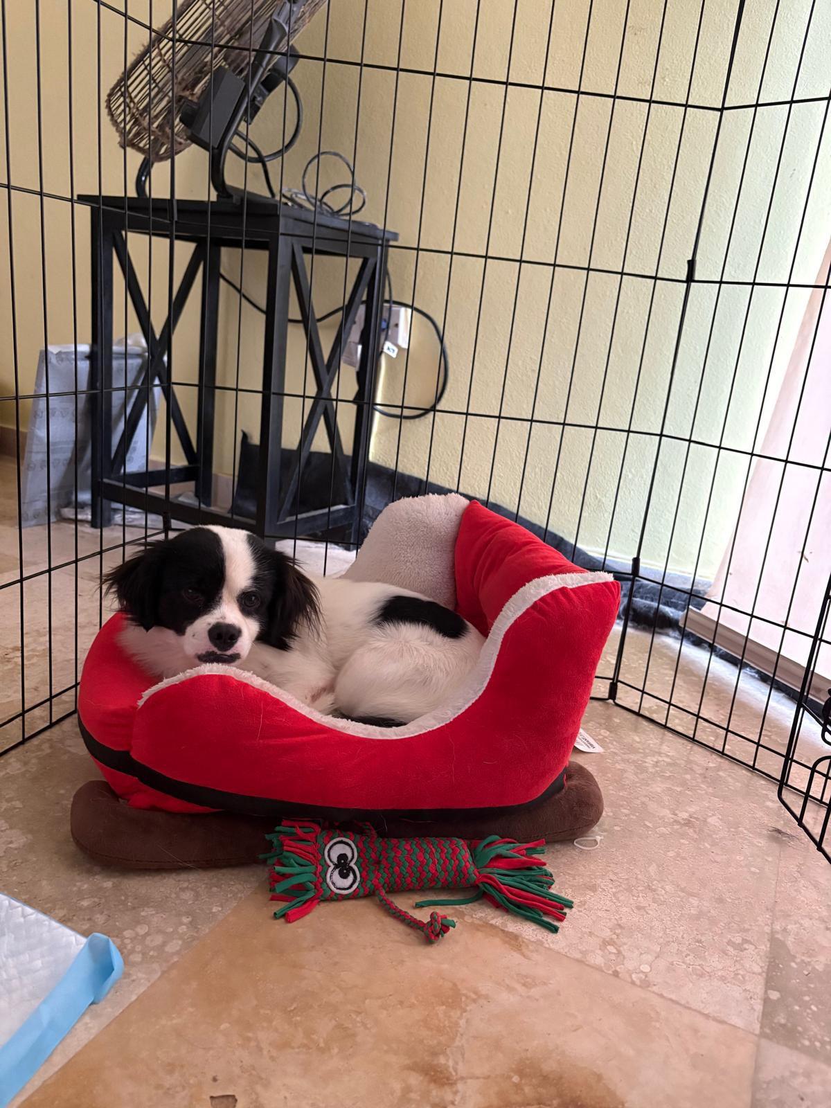 Enlarge Rasta, a ADOPTABLE mixed breed in New York, NY image 6/6