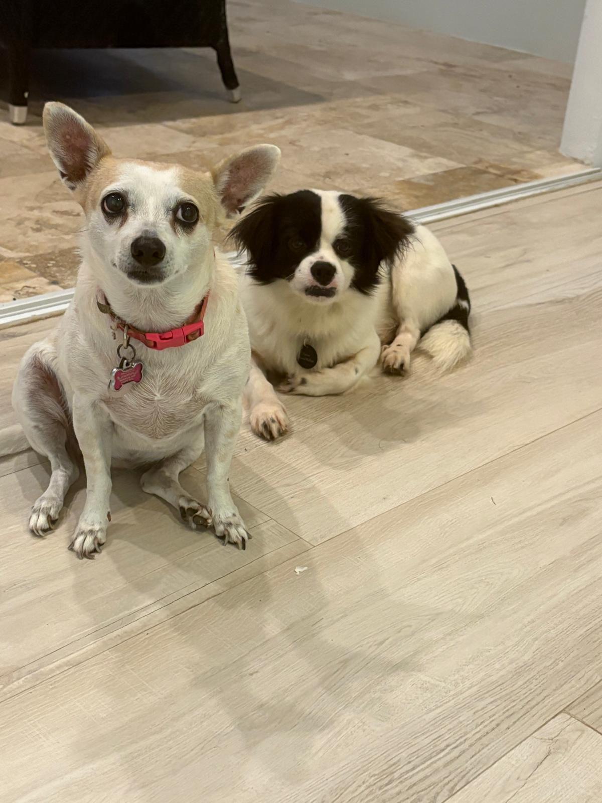 Enlarge Rasta, a ADOPTABLE mixed breed in New York, NY image 5/6