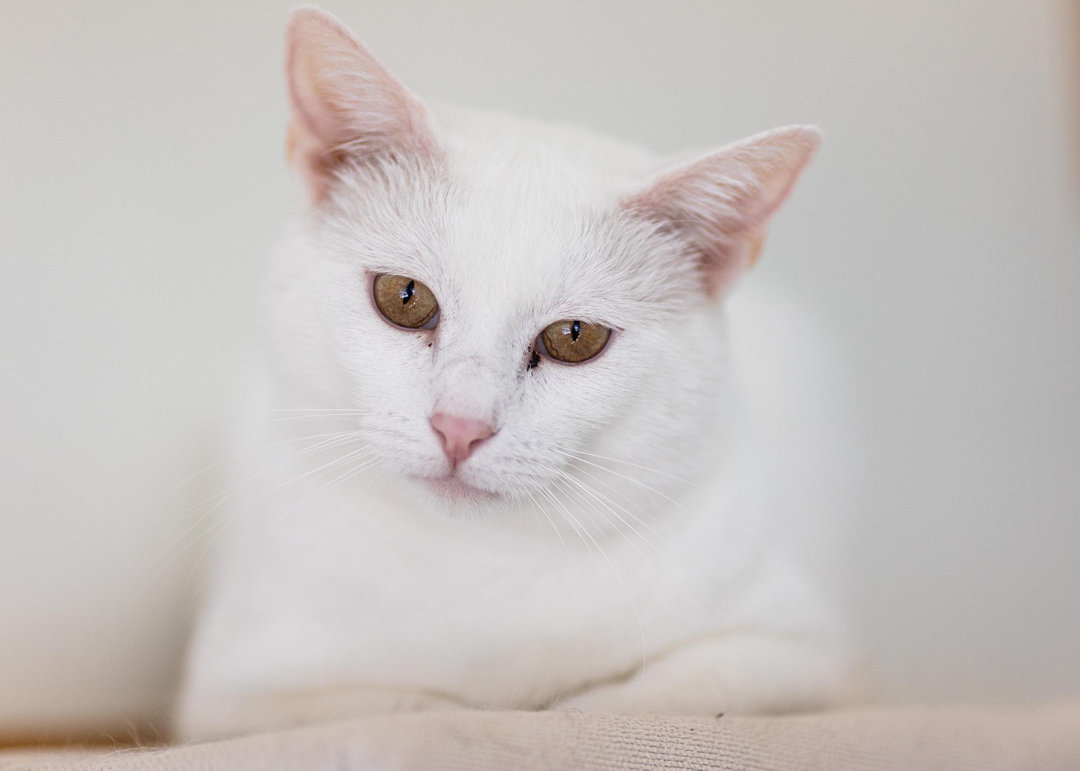 Casper, a ADOPTABLE Domestic Short Hair in Branford, CT image 2/5