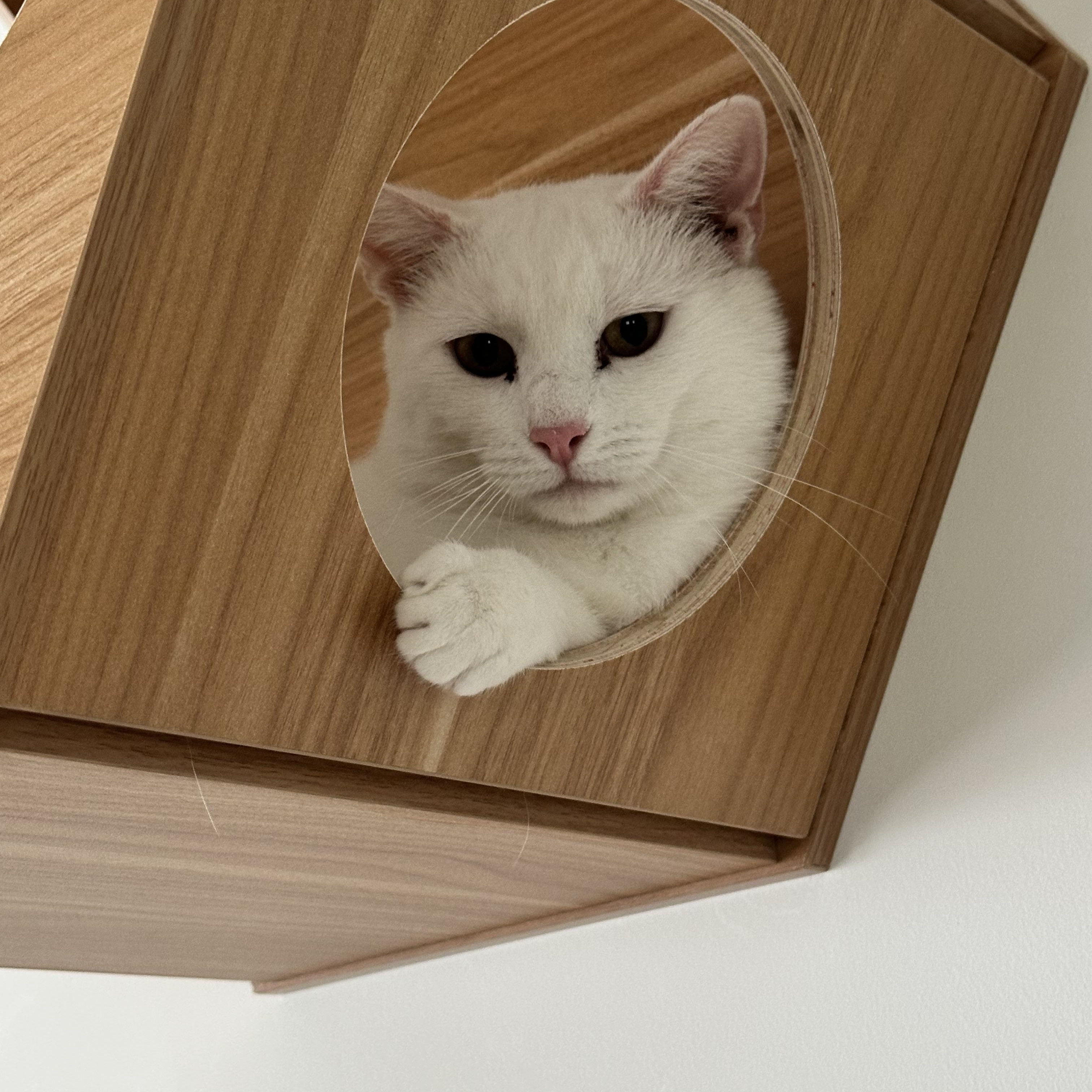 Casper, a ADOPTABLE Domestic Short Hair in Branford, CT image 1/3