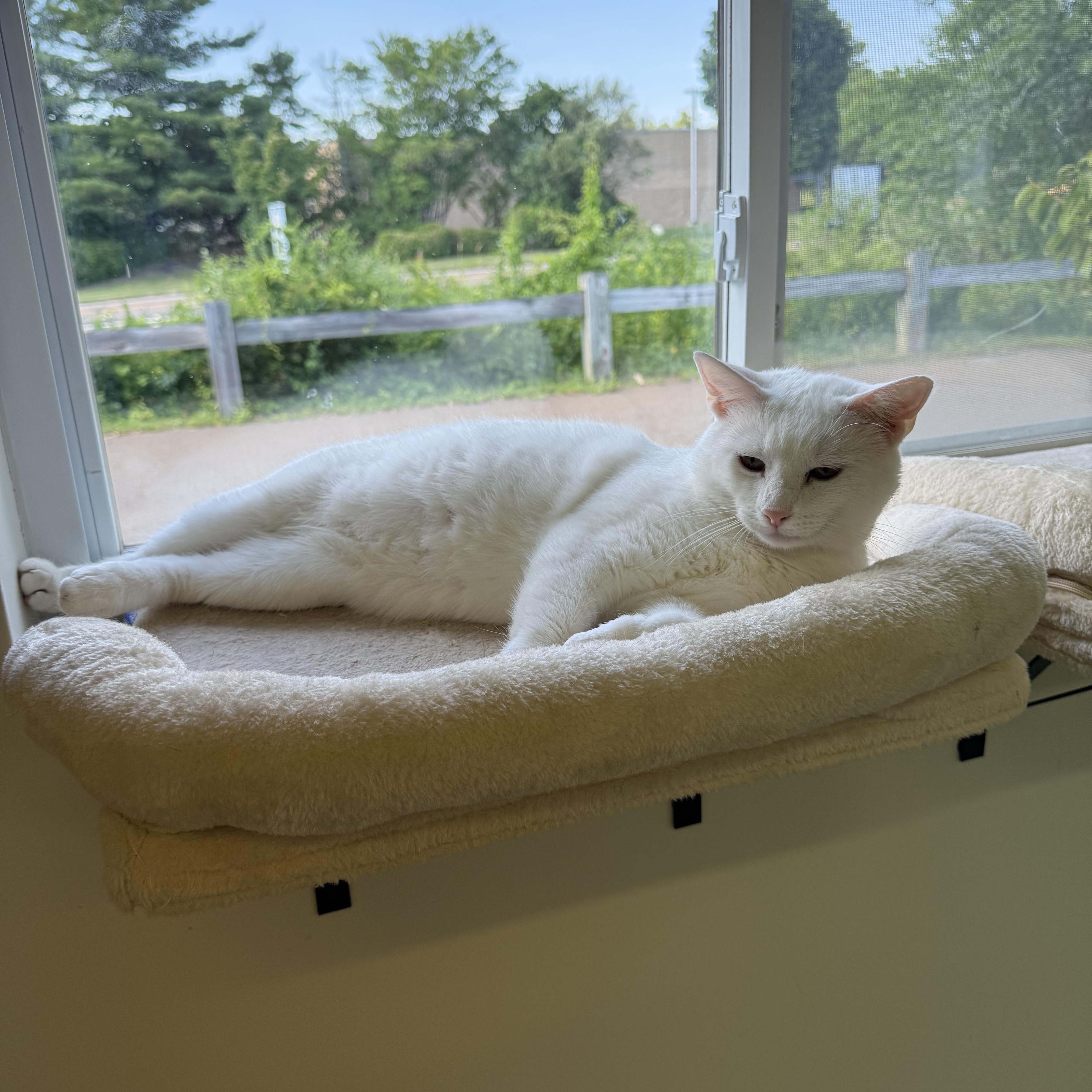 Casper, a ADOPTABLE Domestic Short Hair in Branford, CT image 5/5