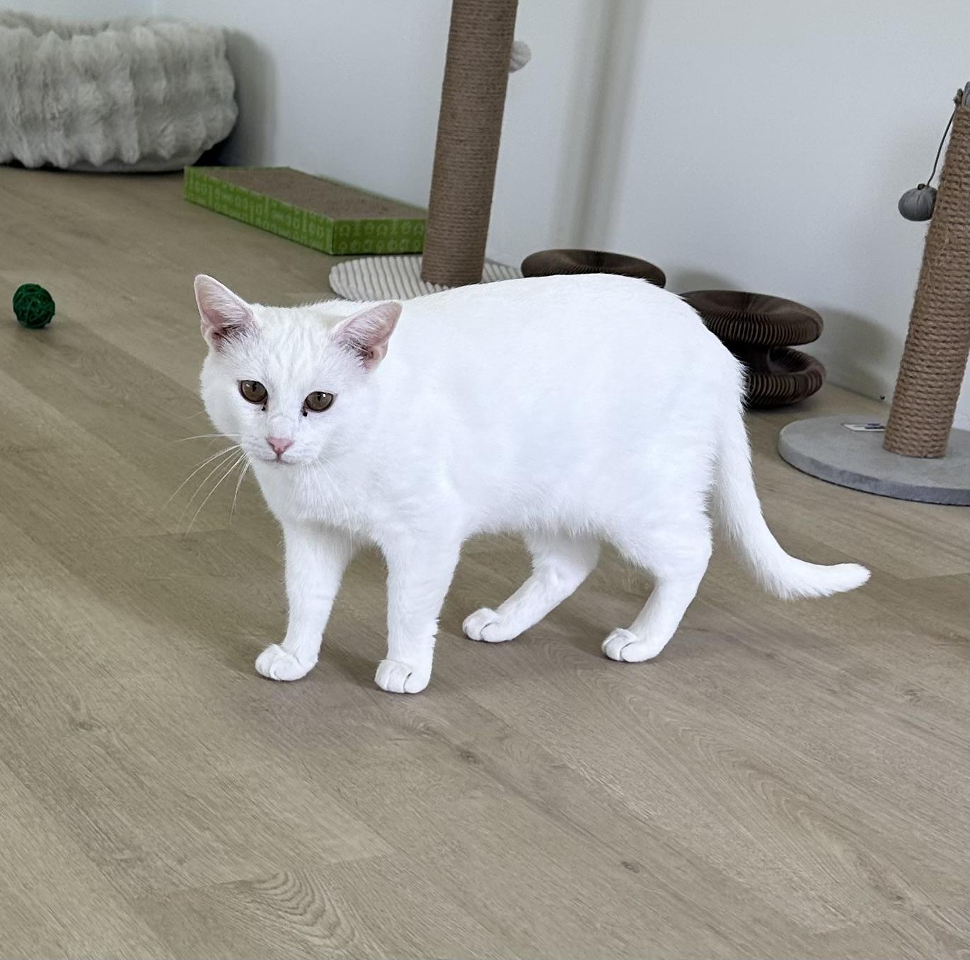 Casper, a ADOPTABLE Domestic Short Hair in Branford, CT image 3/3