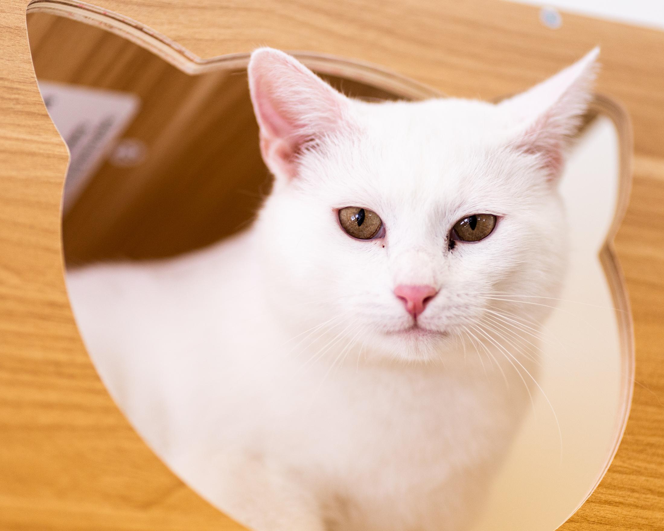 Casper, a ADOPTABLE Domestic Short Hair in Branford, CT image 1/5