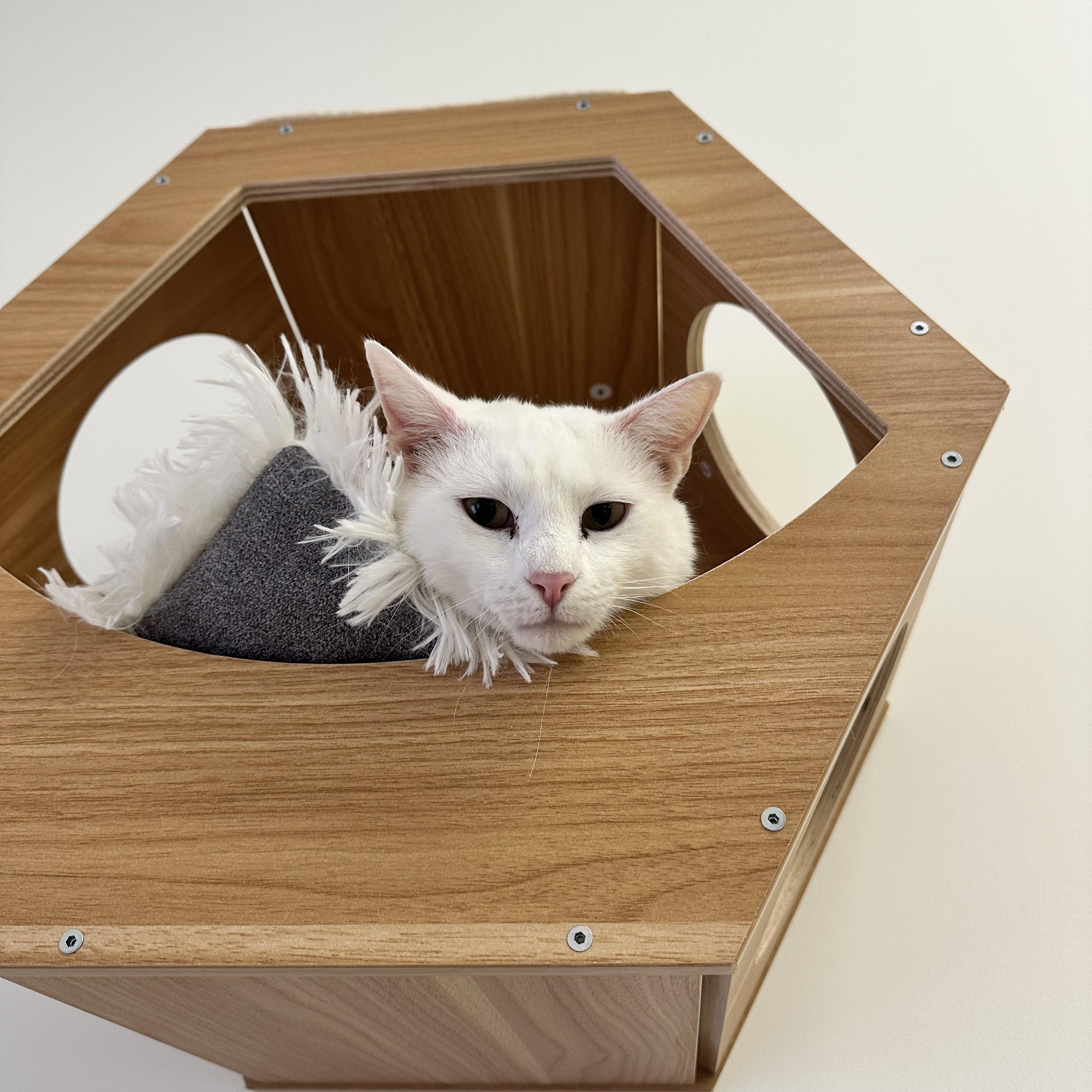 Casper, a ADOPTABLE Domestic Short Hair in Branford, CT image 2/3