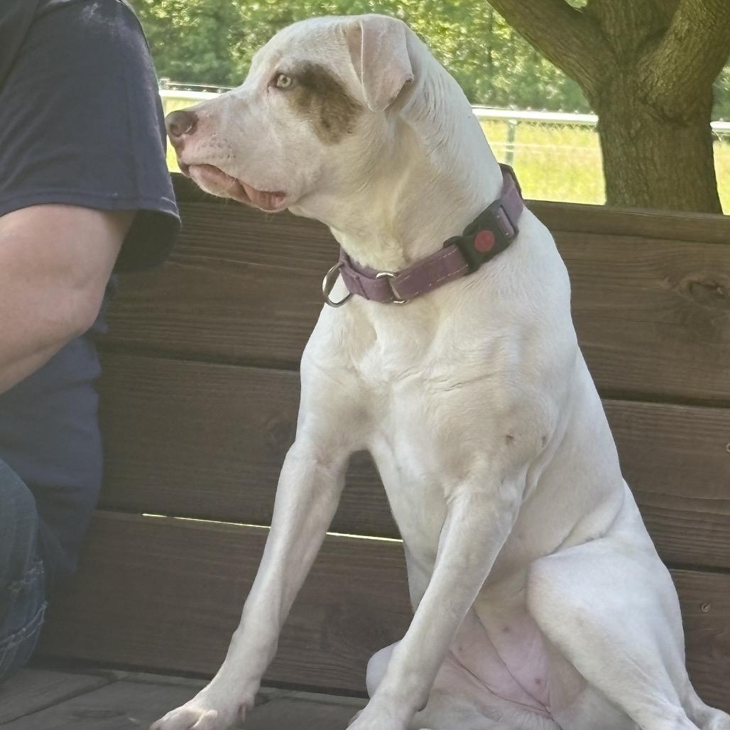 Enlarge Winter, a Adoptable mixed breed in Mooresville, IN image 1/4