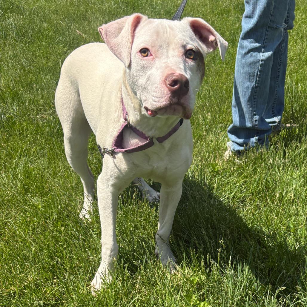 Winter, a Adoptable mixed breed in Mooresville, IN image 2/6