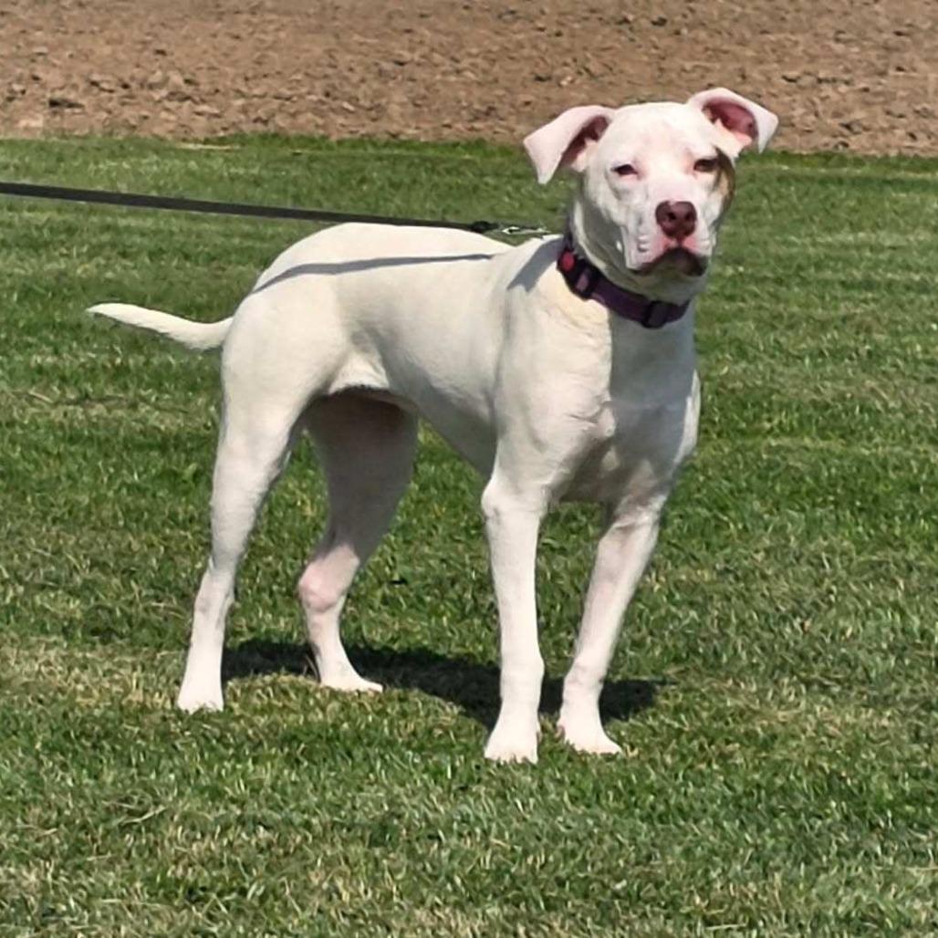 Winter, a Adoptable mixed breed in Mooresville, IN image 2/5