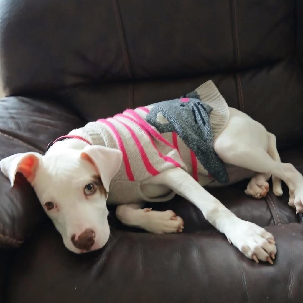 Enlarge Winter, a Adoptable mixed breed in Mooresville, IN image 2/4