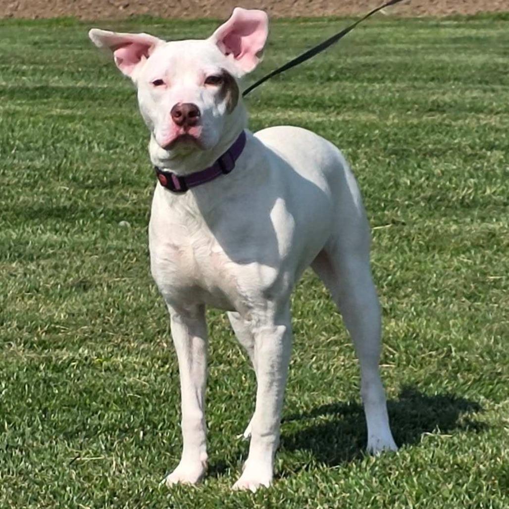 Winter, a Adoptable mixed breed in Mooresville, IN image 4/5