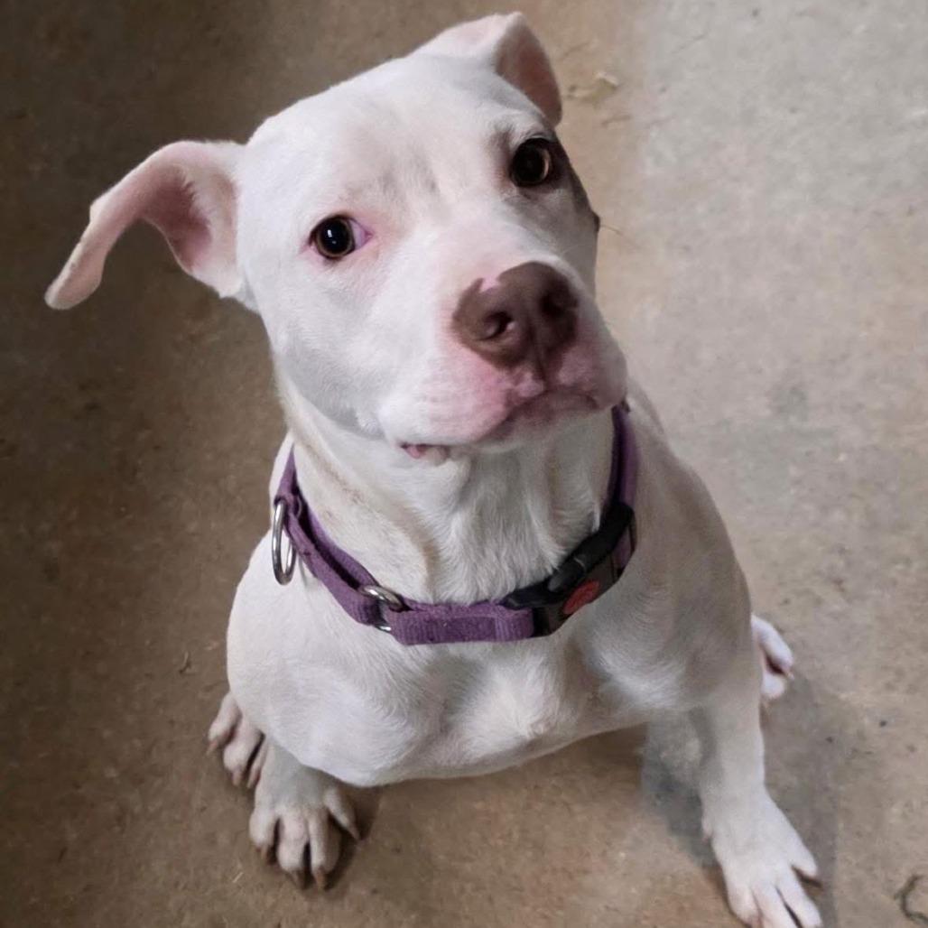 Enlarge Winter, a Adoptable mixed breed in Mooresville, IN image 3/4