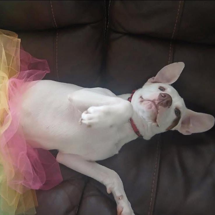 Enlarge Winter, a Adoptable mixed breed in Mooresville, IN image 4/4