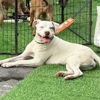 Winter, a Adoptable mixed breed in Mooresville, IN image 6/6