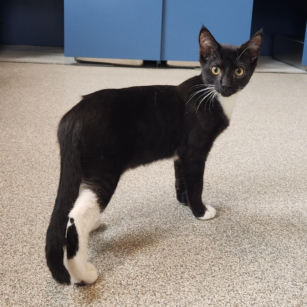Earl Gray, Adoptable, Kitten Male Domestic Short Hair & Domestic Short Hair.