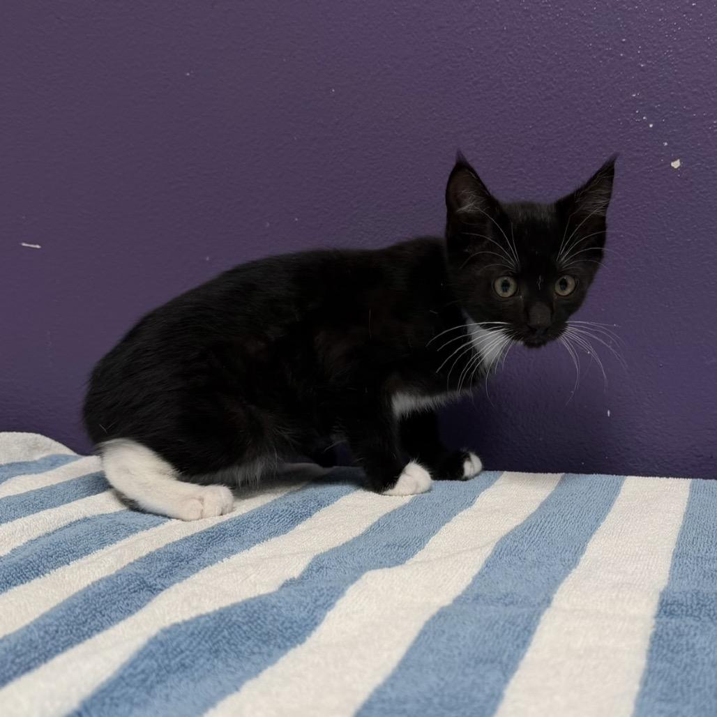 Earl Gray, a Adoptable mixed breed in Englewood, FL image 2/2